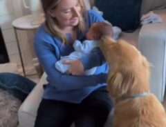 ゴールデンレトリバーが赤ちゃんと初対面　犬のリアクションに「まるでママ」