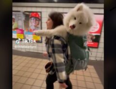 飼い主と地下鉄に乗る大型犬　乗車の様子を収めた『動画』に、心つかまれる人が続出