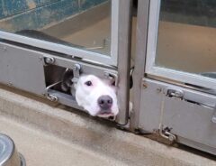 保護施設のドア下から顔を出す犬　視線の先にあったのは…「かわいそうに」