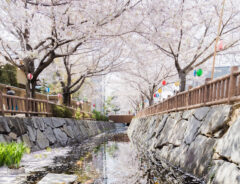 「日本画のようです」「美しい春の一瞬」　写真の中のすべてが美しく調和した圧巻の１枚