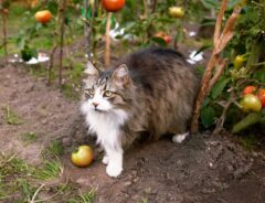 飼い主の庭仕事を眺めている猫　次の瞬間？「最高のお手伝いさんだ」