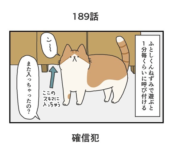 おもちゃで遊ぶ猫のしぐさに「確信犯」の声 ついつい許しちゃう