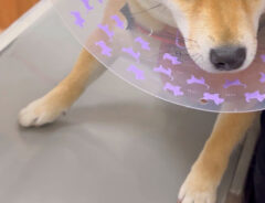 動物病院ビフォーアフター　診察後の柴犬の表情に「頑張ったね！」