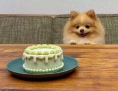 誕生日を迎えたポメラニアン　お祝いのケーキを前にとった行動とは