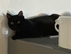 カフェにいる看板猫の「いらっしゃいませ！」が独特　動物のお客さんが来ると…？