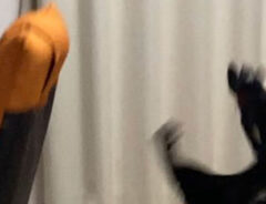 遊んでいる黒猫を激写　飼い主が困惑した一瞬を、Twitterに投稿したところ「ね…こ…？」