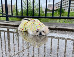 「濡れないように雨ガッパを着せたんですけど」　飼い主のツッコミに「笑った」「そうきたか」