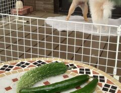 野菜の写真
