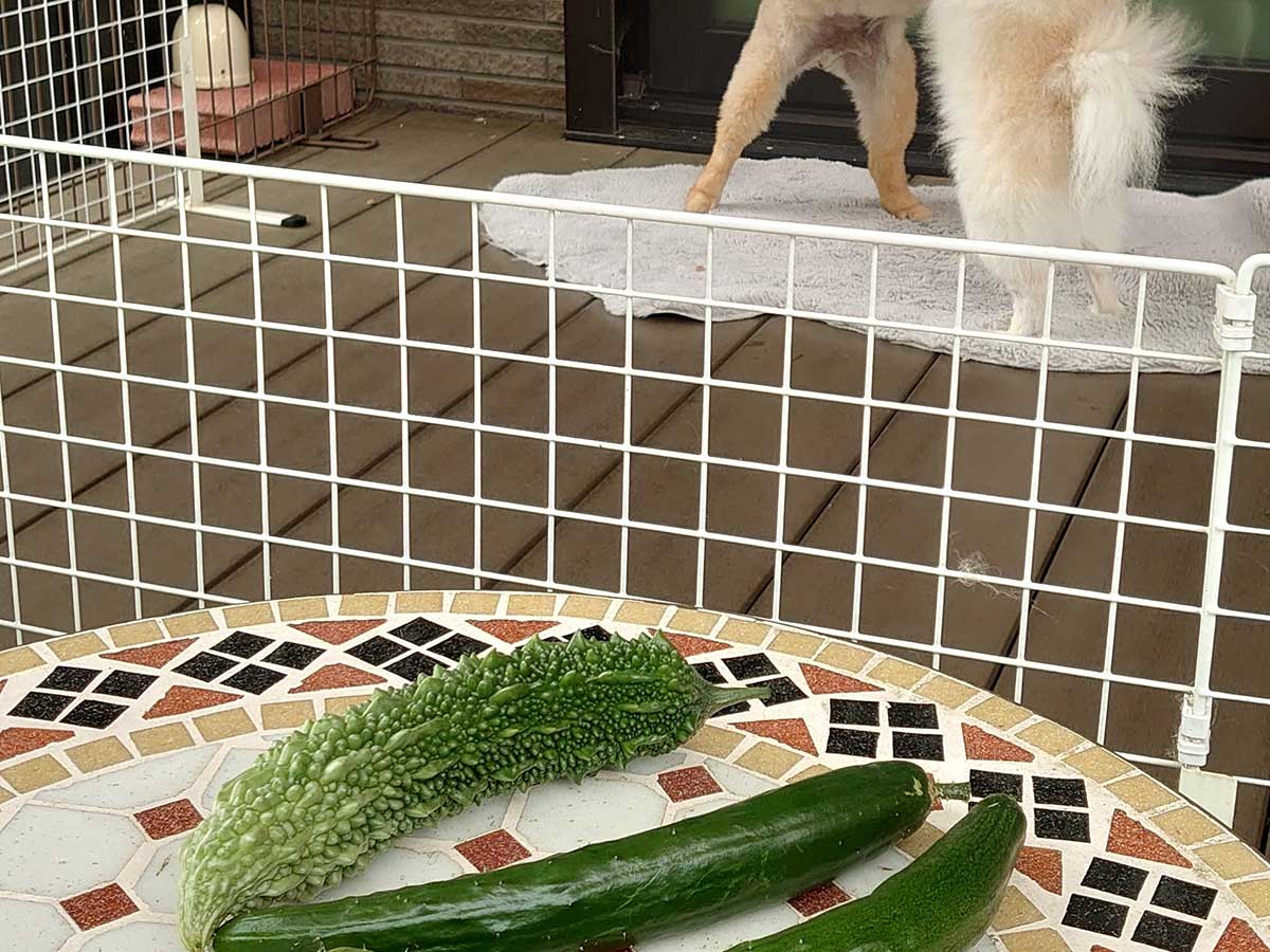 野菜の写真