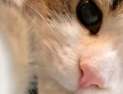 「レンズを拭いてくれる猫」　わずか８秒の動画に、メロメロになる人が続出