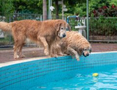 まるでコント！　プールで遊ぶ２匹の犬が？「ダチョウ俱楽部だ」「面白すぎる」