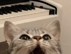 驚異の７オクターブ！？　ピアノの前で座る猫に「かわいい」「本当に歌いそう」