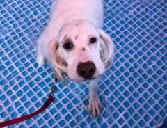 プールを楽しむ犬　かわいい表情を見せてくれたと思ったら…一変！