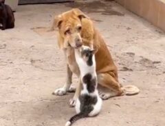 「愛あふれる世界」　病気の犬に対し、猫がとった行動に感動の声