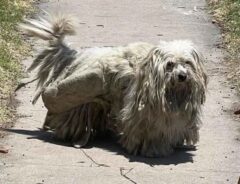 路上で見つかった、毛が伸びすぎた犬　トリミング後の姿に「この犬も喜んでいるね」