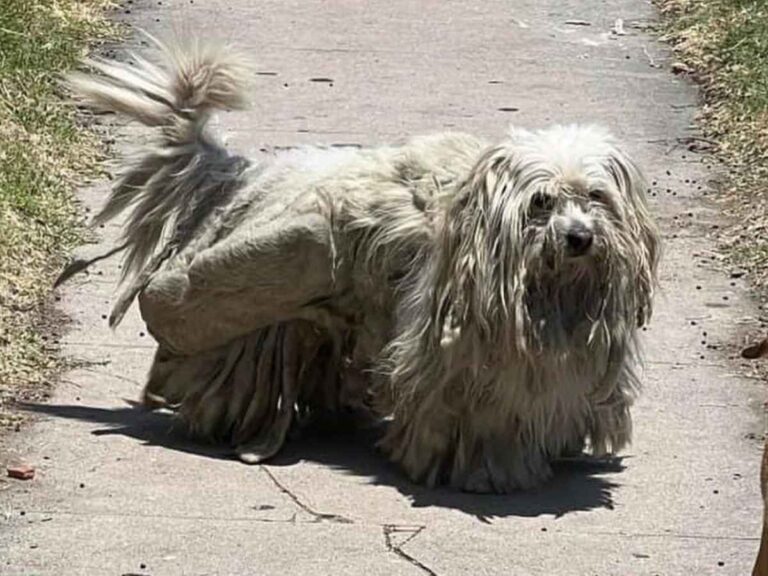 路上で見つかった、毛が伸びすぎた犬 トリミング後の姿に「この犬も