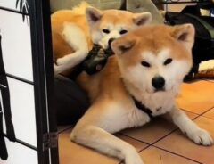 「この枕は入手可能ですか？」　２匹の秋田犬の動画に悶絶する人が続出