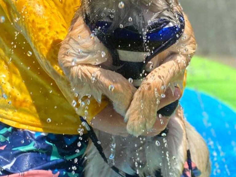 犬の写真
