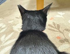 黒猫の写真