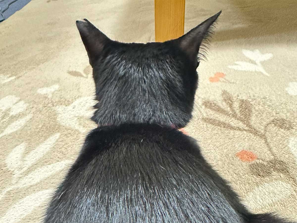 黒猫の写真