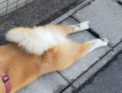 秋田犬