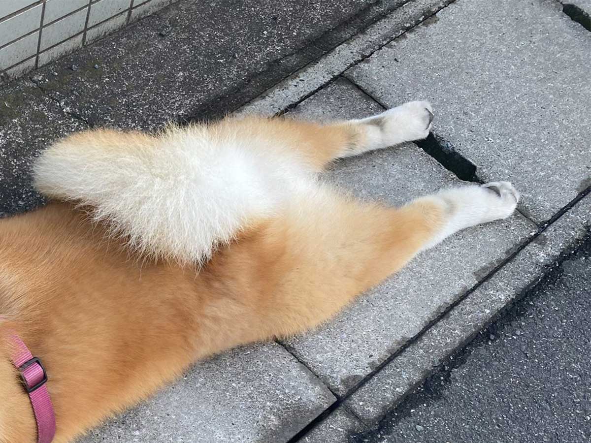 秋田犬