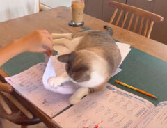 猫が夏休みの宿題を全力阻止！　愛らしい『攻防戦』にキュン不可避