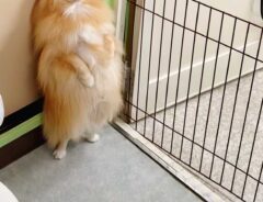 ポメラニアン
