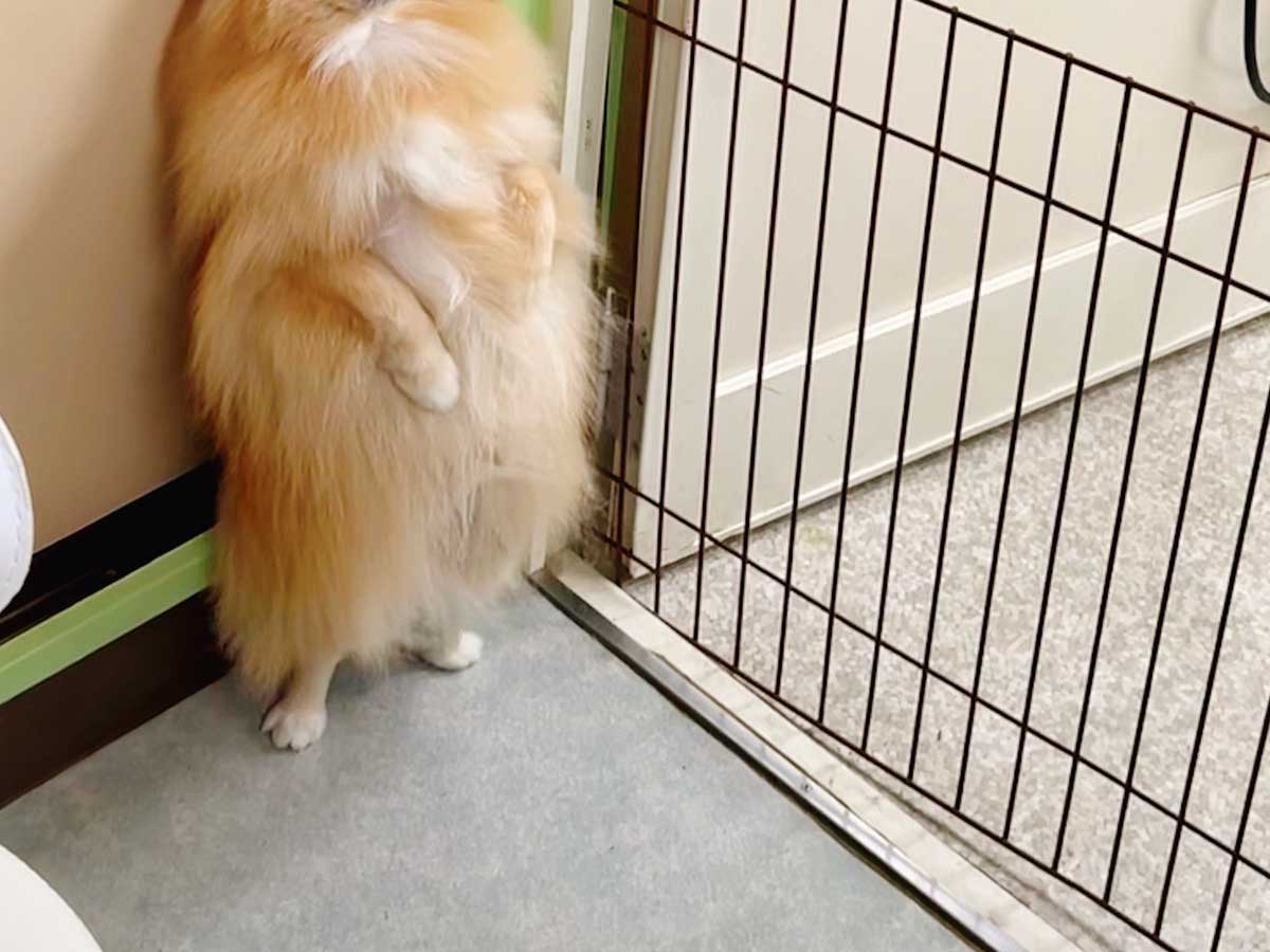 ポメラニアン