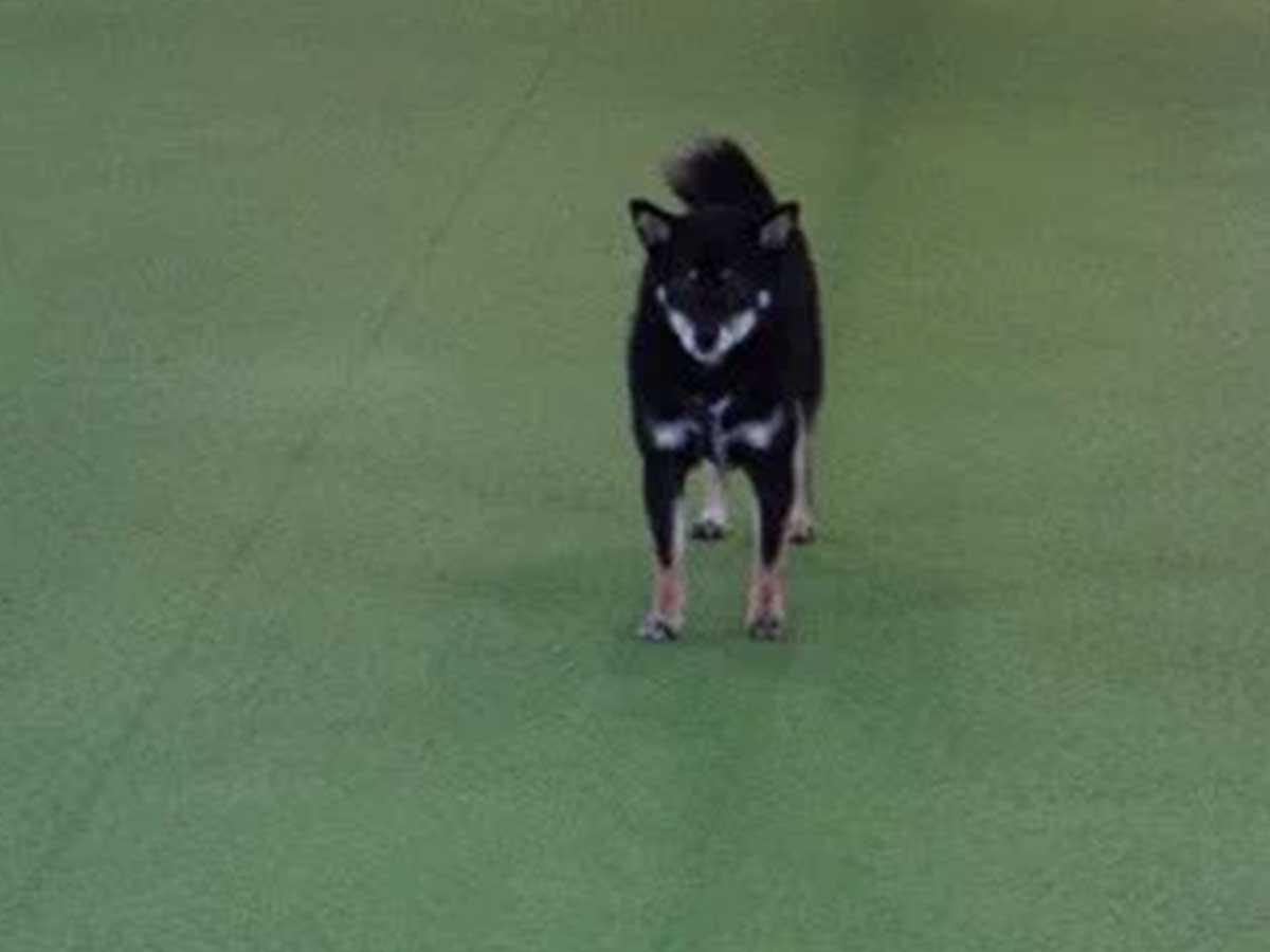 柴犬