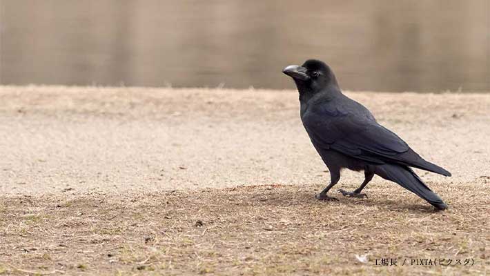 カラスに攻撃された男性 区役所に聞いた対処法に「かわいそうだけど