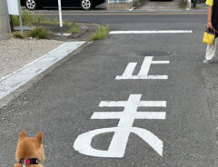 柴犬の写真