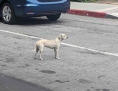 救急搬送された飼い主を、病院の前で待ち続けた犬　結末に「涙が止まらない」
