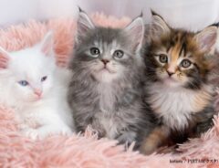 生まれた４匹の子猫、４匹目の名前が「文脈ガン無視」だと話題に