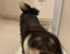 風呂場で柴犬を撮影したら？　偶然撮れた１枚に「美しい…」「バッチリです」