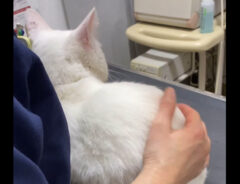 注射が怖すぎる猫　動物病院でとった行動が？