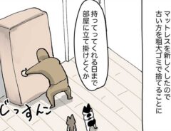 捨てちゃうマットレス、まさかの大人気！？　猫の『あるある』な行動が漫画に