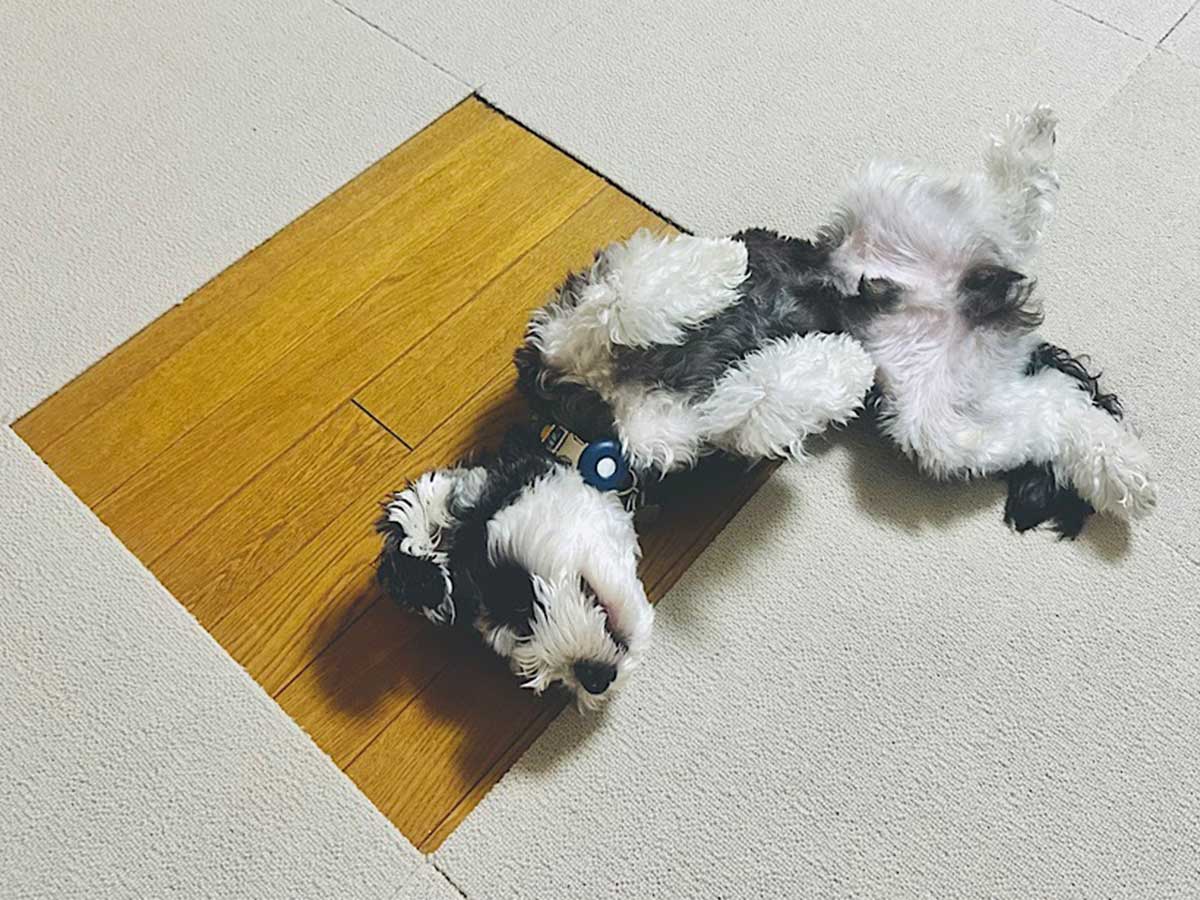 寝転ぶ犬の写真