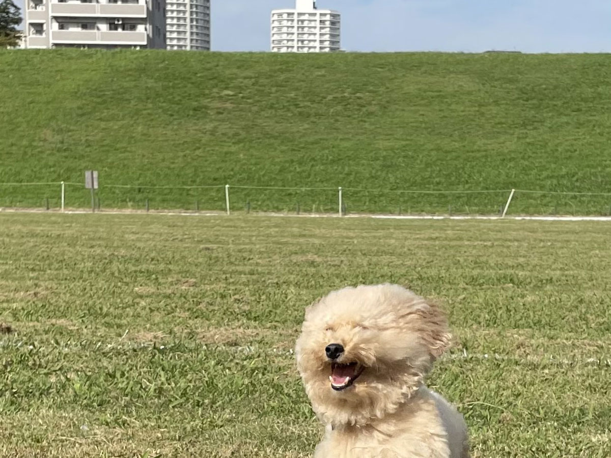 走る犬写真