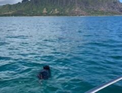 ハワイの海で泳いでいた『黒いもの』　その正体に目を疑う！「まだ小さい子だ」
