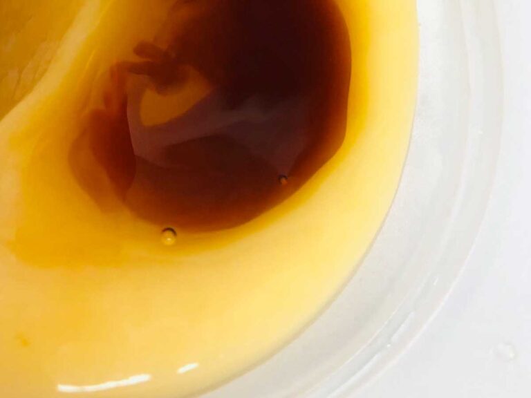 プリンのアイキャッチ画像