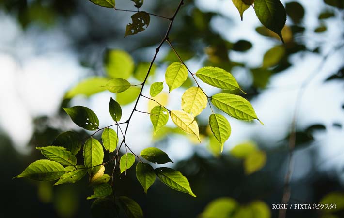 光に照らされる木の葉