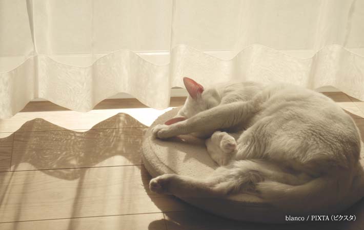 窓際で眠る白猫