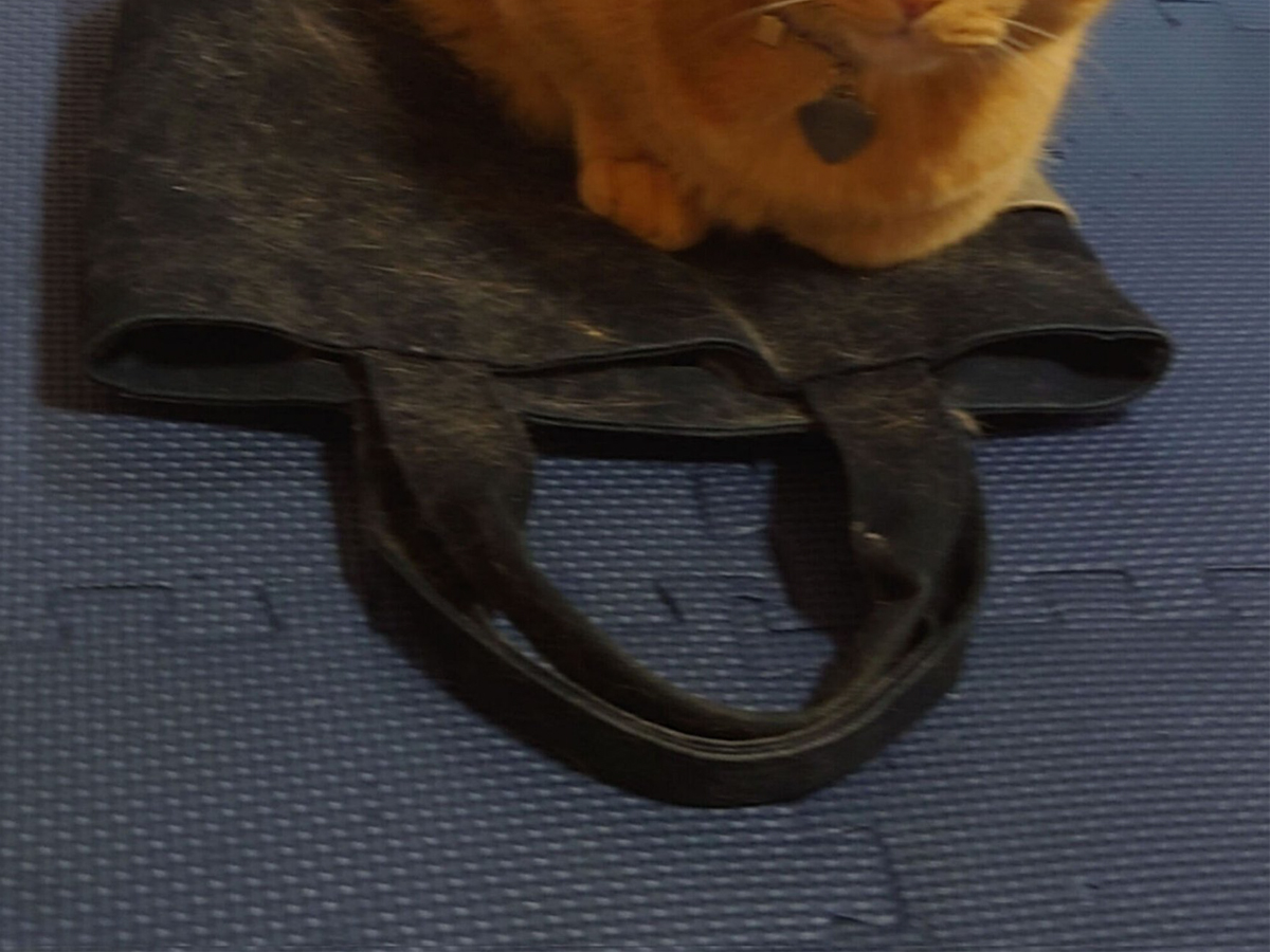 猫とトートバッグの写真