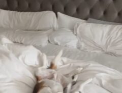 ベッドで寝ている犬と猫　その『寝姿』が話題に「かわいすぎ！」「癒される」