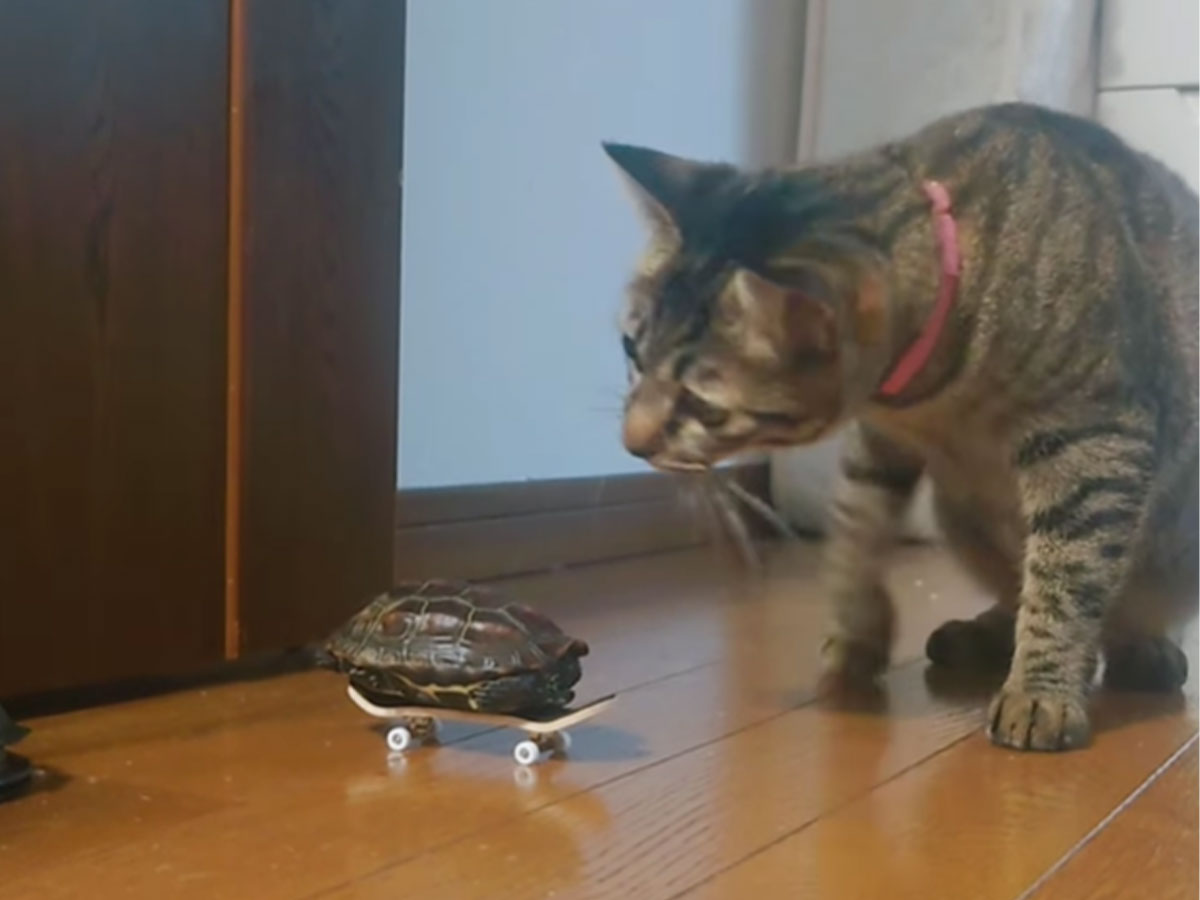 スケートボードのおもちゃに乗るカメに興味津々 猫がその場を去った