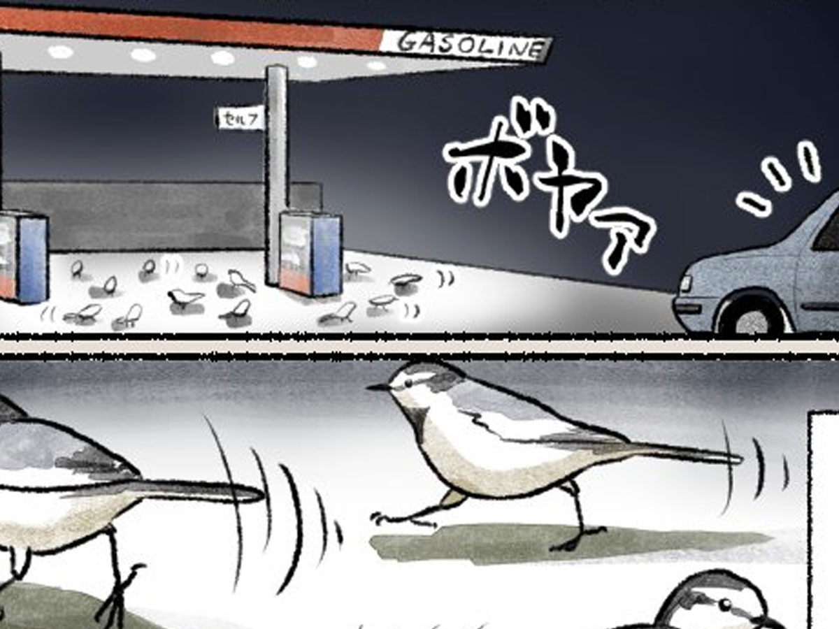 ガソリンスタンドのハクセキレイ漫画