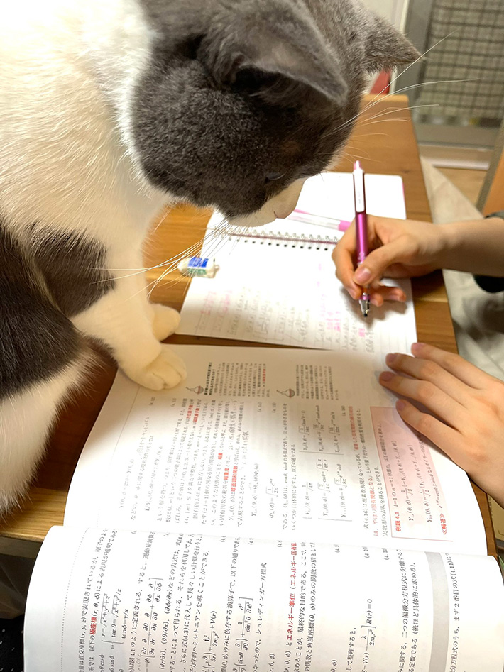 勉強を見ている猫のまるくん