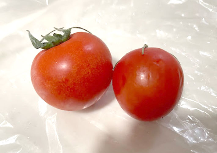 ２つのトマトを並べ様子を比べた写真
