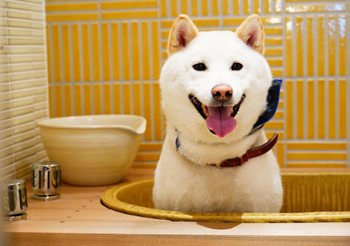 犬用風呂に入るまめ太郎くんの写真